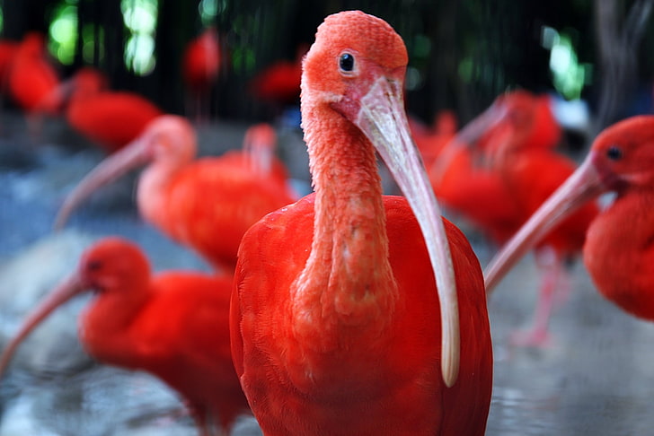 ibis, birds, animals, animal themes, red, vertebrate, animals in the wild