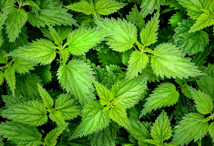 green leaf plant, stinging, wheal, nature, green Color, freshness, HD wallpaper