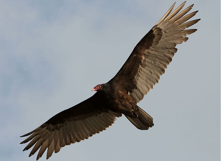 Turkey Vulture, bird, flying, animals, HD wallpaper