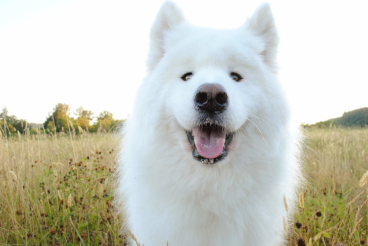 adult white Samoyed, shepherd, dog, muzzle, drooling, pets, animal, HD wallpaper