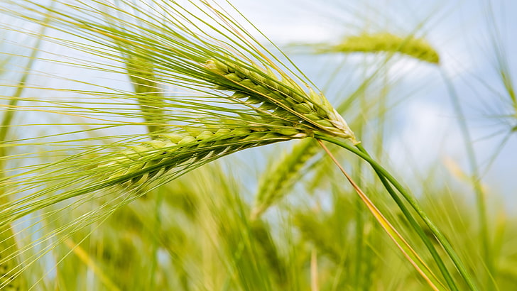 food grain, barley, hordeum, cereal, field, close up, crop, HD wallpaper
