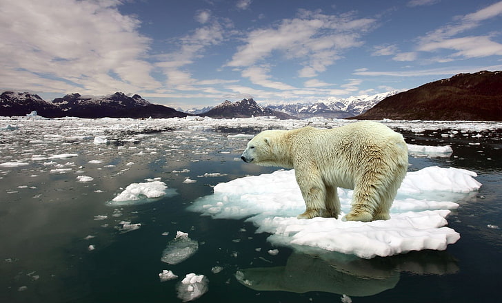 global warming, bears, animals, water, one animal, cold temperature, HD wallpaper
