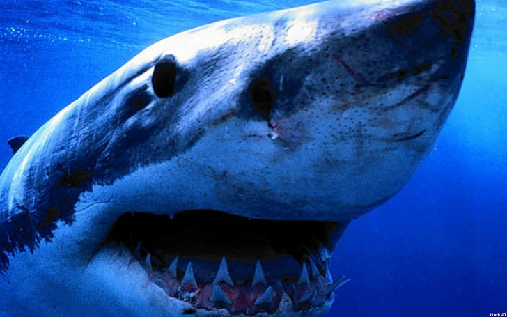 Great White Shark, shark illustration, animals, HD wallpaper
