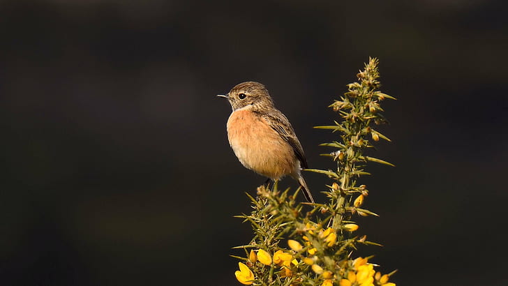 shallow focus photography of perched bird on green leaves, stonechat, stonechat