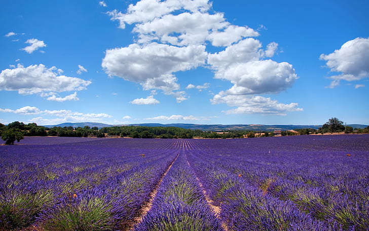 Springtime in Provence - Other & Nature Background Wallpapers on Desktop  Nexus (Image 1819376)
