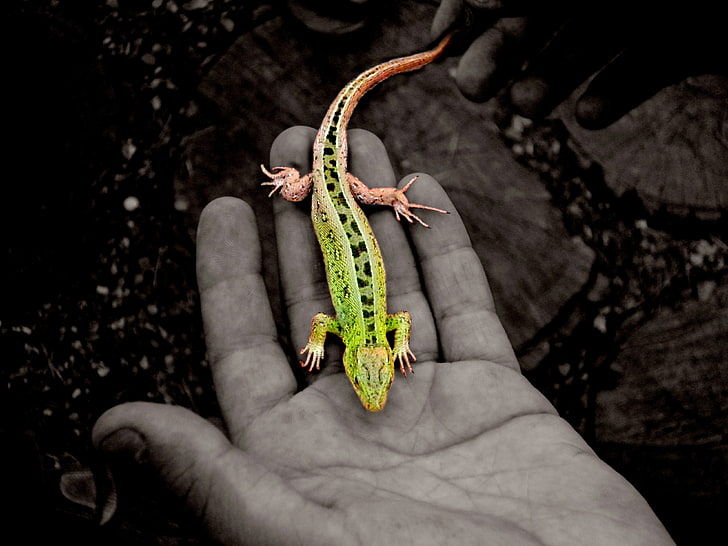 green and black gecko, selective coloring, animals, lizards, hands, HD wallpaper