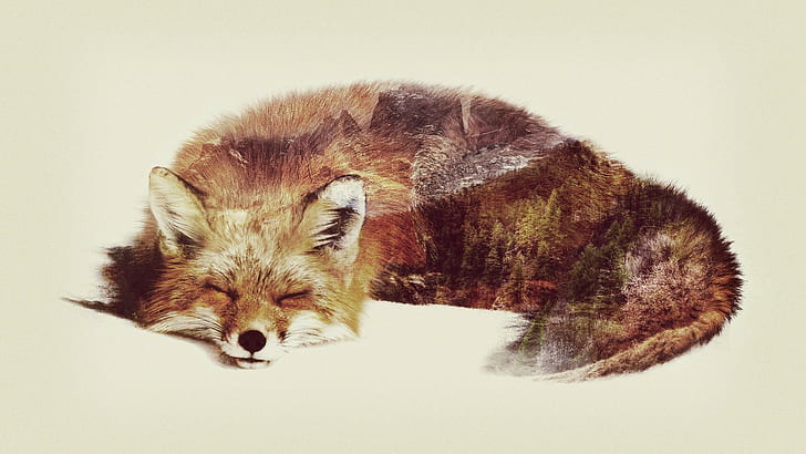 double exposure, fox, animals, HD wallpaper