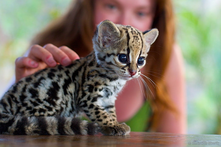 leopard kitten, cat, Ocelots, animals, baby animals, mammal, pets, HD wallpaper