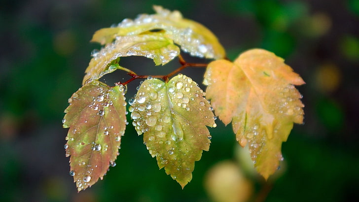 macro, foliage, dew, close-up, wet, drop, plant, beauty in nature, HD wallpaper