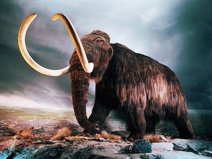 Animal, Woolly Mammoth, Dinosaur, Extinct, Giant, Old, Pliocene, HD wallpaper