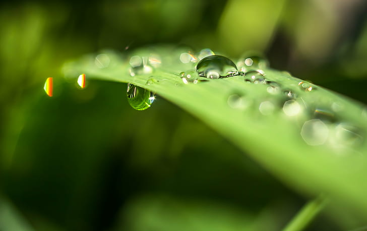 selective focus photography of water dew on green leaf, Gravity