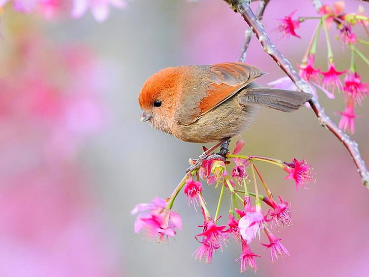 Beautiful Bird Beautiful Bird Animals Birds HD Art, picture, colorful, HD wallpaper