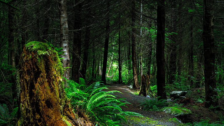 forest path, deep forest, thick forest, pathway, woodland, fern, HD wallpaper