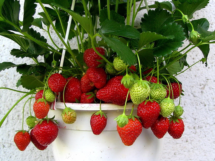 red and green strawberries, strawberry, pot, leaves, fruits, food, HD wallpaper