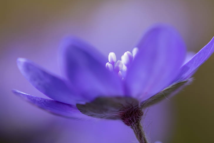 macro photography of purple petal flowers, Up close, Botaniska trädgården, HD wallpaper