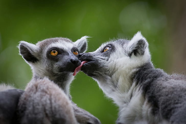 love, lemurs, a couple, A ring-tailed lemur, Katta, HD wallpaper
