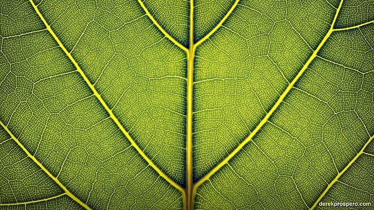 green leaf illustration, leaves, nature, macro, plants, backgrounds, HD wallpaper