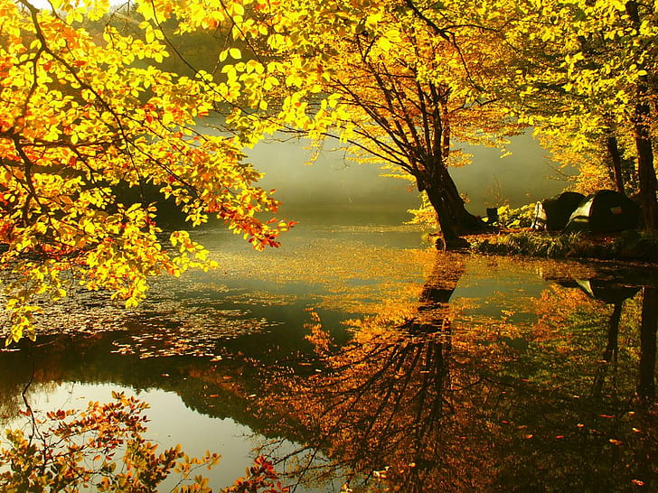 autumn, fall season, leaves, tree, HD wallpaper