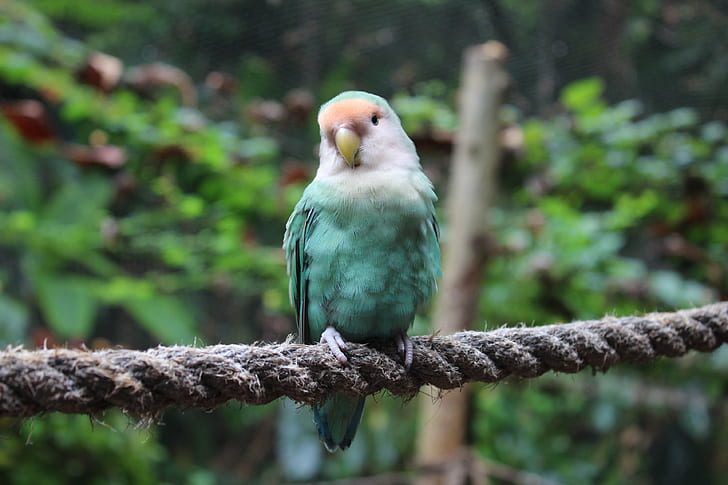 green and white parakeet on rope near trees, Lovebird, nature, HD wallpaper