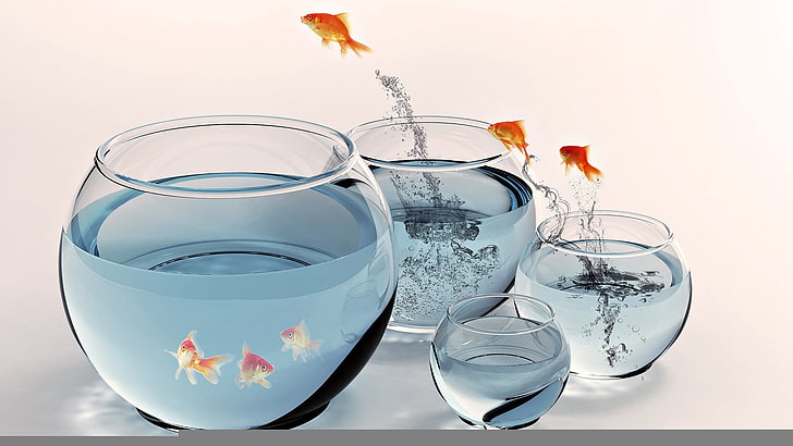 four clear glass bowls, fish, aquarium, gold, splashing, jumping