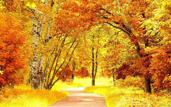 The colors of autumn, road, trees, HD wallpaper