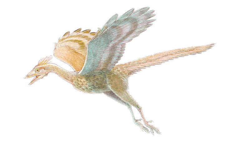 Animal, Archaeopteryx, HD wallpaper