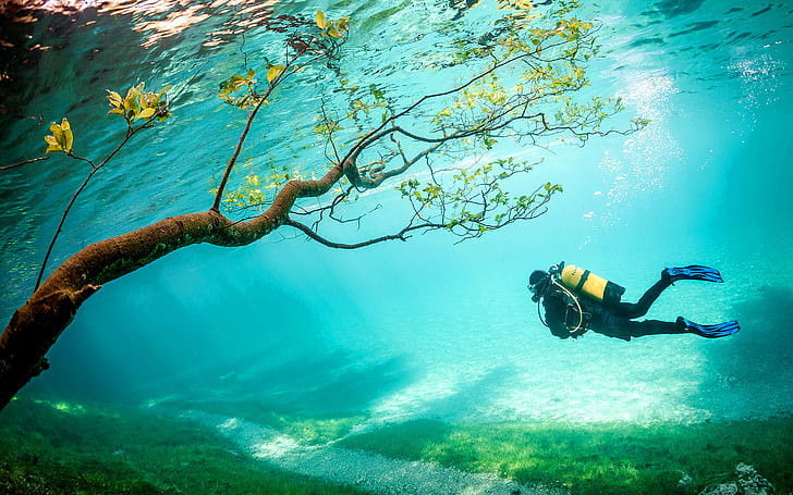 Tree Diver Grass Underwater HD, nature, HD wallpaper