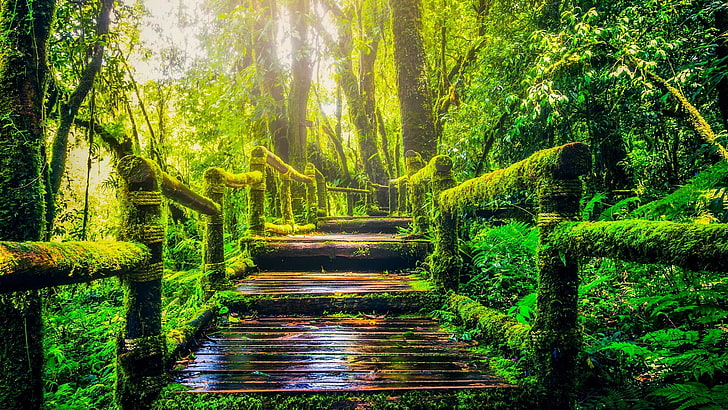 Hd Wallpapers Nature Green