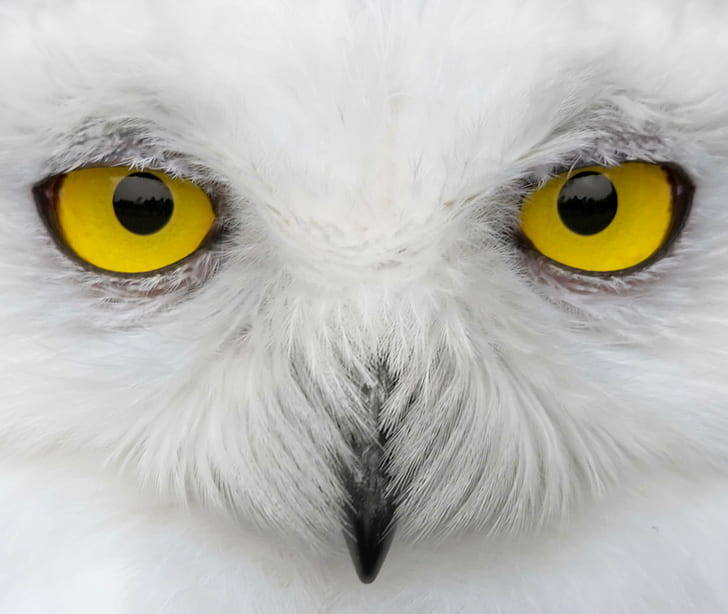 HD wallpaper: yellow Owl eyes, Look into my eyes, snowy owl, snowy owl,  white | Wallpaper Flare