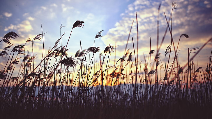 sky, grass, sunset, reeds, evening, plant, HD wallpaper