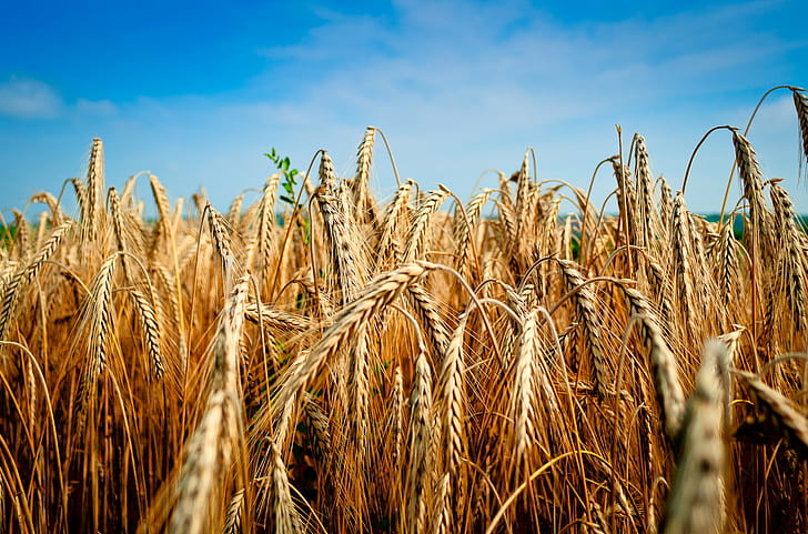 rye in macro photography, wheat, wheat, fields, summer, sowing, HD wallpaper