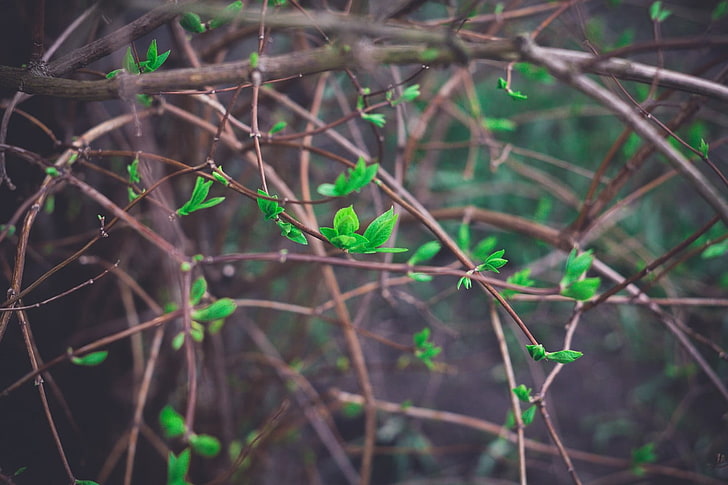 green leafed plant, spring, Latvia, Riga, nature, plants, vignette, HD wallpaper
