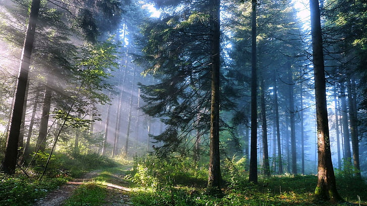 path, forest, sunray, rays, pines, pathway, HD wallpaper
