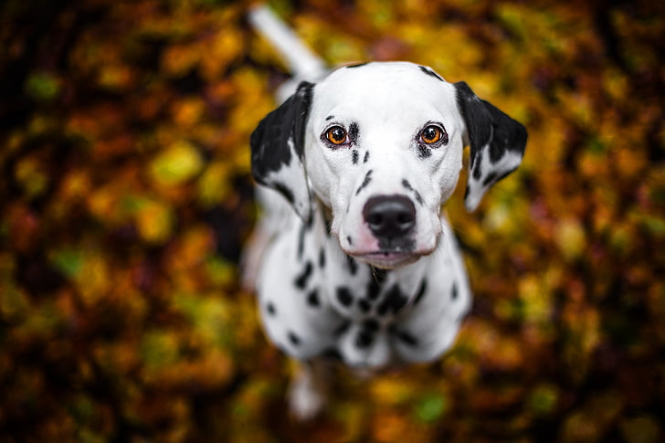 white and black dog figurine, Dalmatian, looking up, depth of field, HD wallpaper