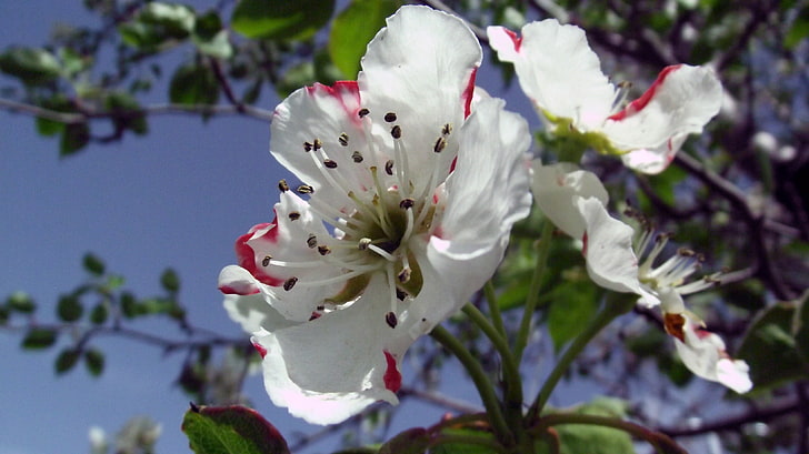 white petaled flower, blossoms, flowers, white flowers, spring