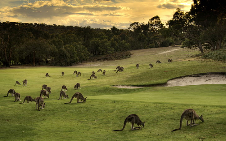 landscape photography of green fields with trees and herd of Kangaroos, HD wallpaper