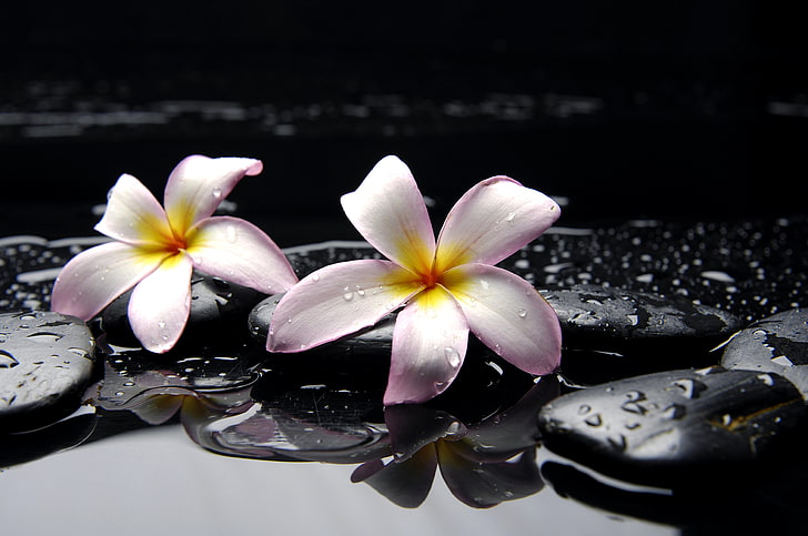two purple-and-white petaled flowers, water, drops, stones, yellow