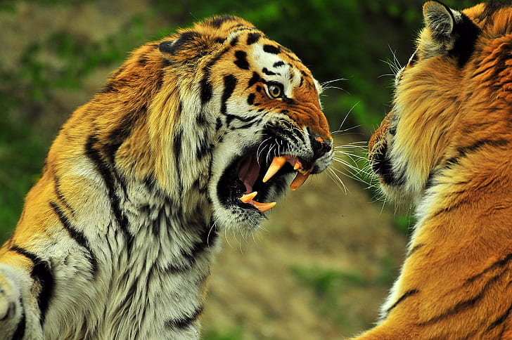 HD wallpaper: two tigers, Big Cat, D300, Tigres, Nikon, Animals, Nature,  Color | Wallpaper Flare