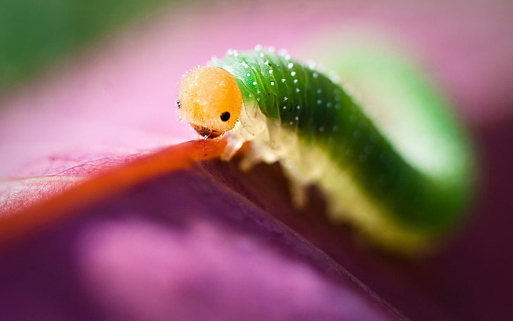 green caterpillar, animals, macro, insect, lepidoptera, nature, HD wallpaper