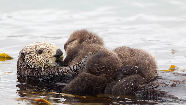 Twin Sea Otter Pups and Mother, Monterey Bay, California, Animals