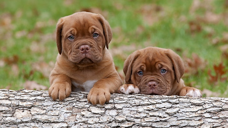 two brown American bulldog puppies, dogue de bordeaux, steam, HD wallpaper