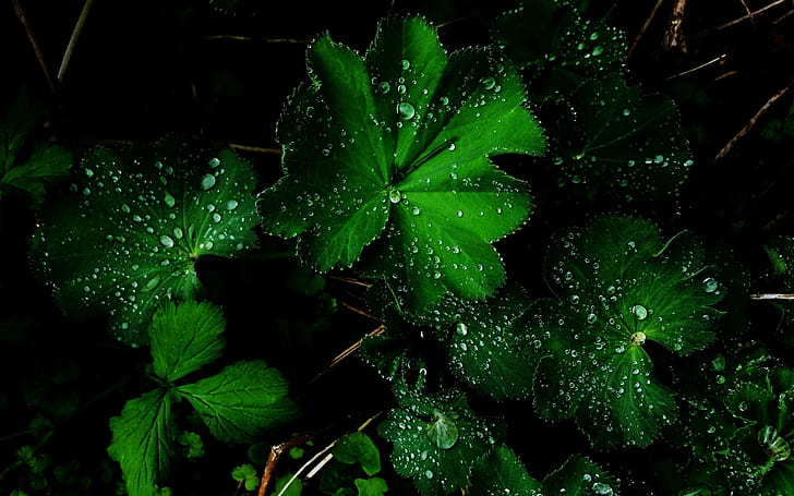 Amazing Green Flower After Rain, beautiful, nature