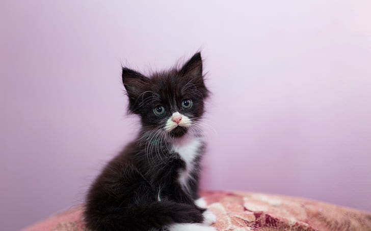 kitten, cute, glance, HD wallpaper