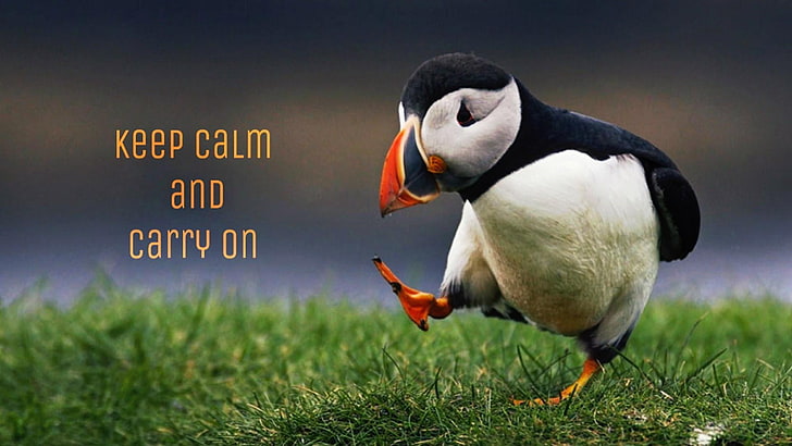 motivational, keep calm, carry on, bird, grass, plant, animal wildlife
