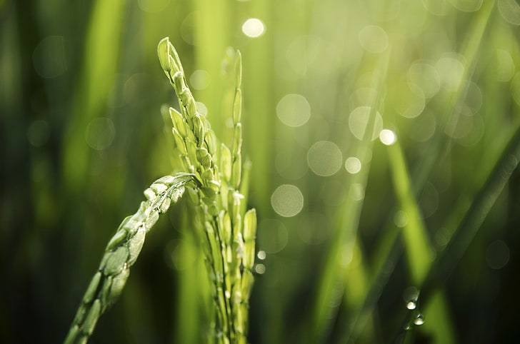 nature, wheat, depth of field, macro, lens flare, growth, plant, HD wallpaper