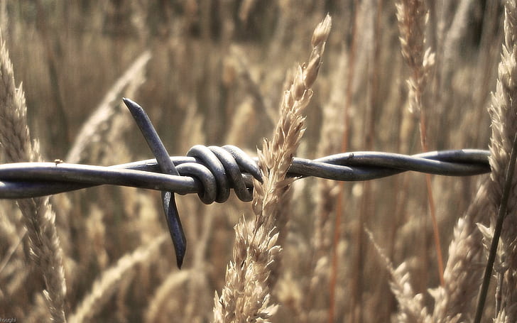 Barbed Wire, wheat, sharp, 3d and abstract