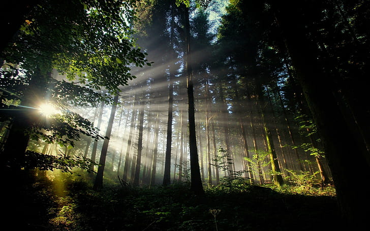 trees, sun rays, forest