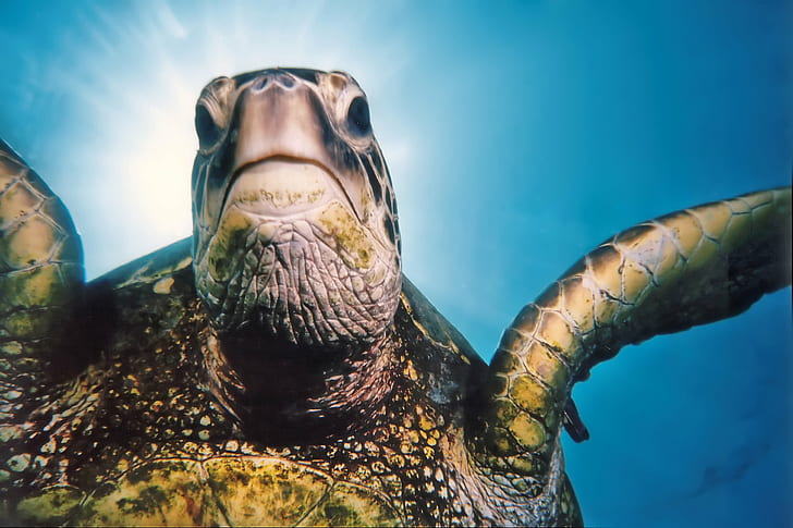 underwater photography of turtle beneath water, Tripod, Green Sea Turtle, HD wallpaper
