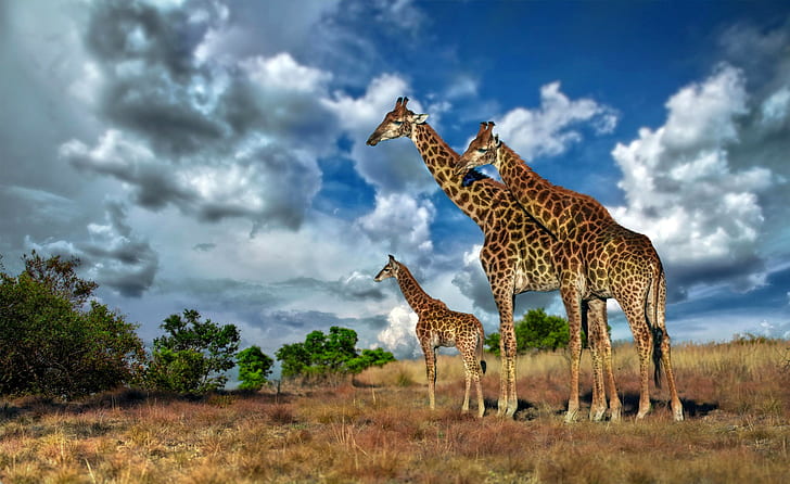 Africa, giraffe, savannah, giraffe family, sky, clouds, HD wallpaper