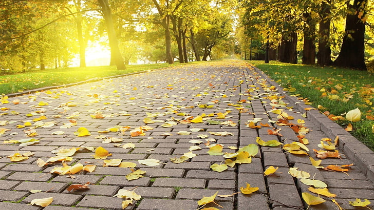 yellow tree leaves, path, sunlight, trees, nature, plant, autumn